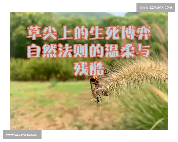 孤胆猛虎血战狼群生死博弈揭示自然法则的残酷真相与生存智慧较量